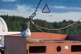 Gull searching for leftovers (37489587110).jpg