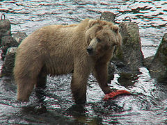 Ursus arctos ~ Rupol (Ursidae)