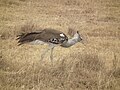 Ngorongoro, Tanzania