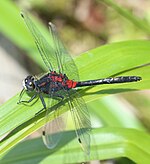 Leucorrhinia dubia – Oberseite