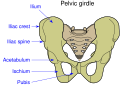 Pelvic girdle