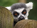 Thumbnail for File:Ring tailed lemur portrait.jpg