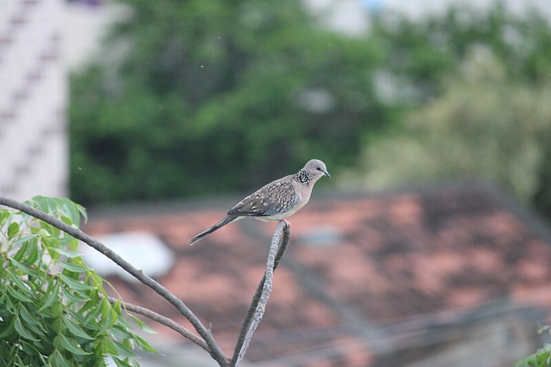 File:Spotted Dove at Guntur, Andhra Pradesh.jpg