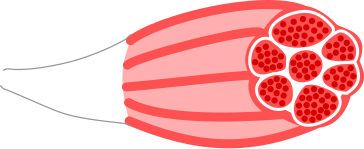 File:Musculus diagram.svg