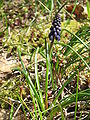 Muscari neglectum