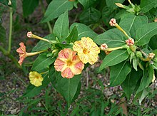 Mirabilis jalapa16.jpg