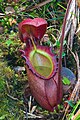 Nepenthes rajah