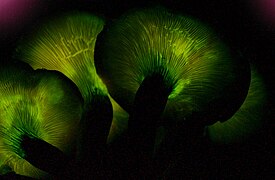 L’Octoshroom dans le film Avatar évoque les lamelles bioluminescentes d'un Foxfire, le Pleurote de l'olivier[72].