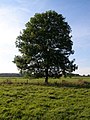 Image 51Common ash (Fraxinus excelsior), a deciduous broad-leaved (angiosperm) tree (from Tree)