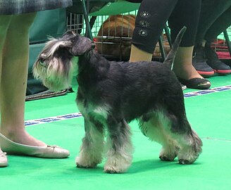 Schnauzer Bach