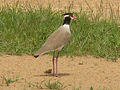 Black-headed lapwing