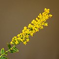 50 Bloemen van een Solidago rugosa. 07-10-2021. (d.j.b) uploaded by Famberhorst, nominated by Famberhorst,  12,  0,  0