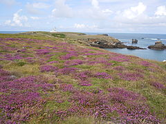 Bruyères à la pointe des Poulains - Belle-Île-en-Mer tout au sud.