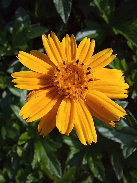 File:Calêndula - família Asteraceae.jpg