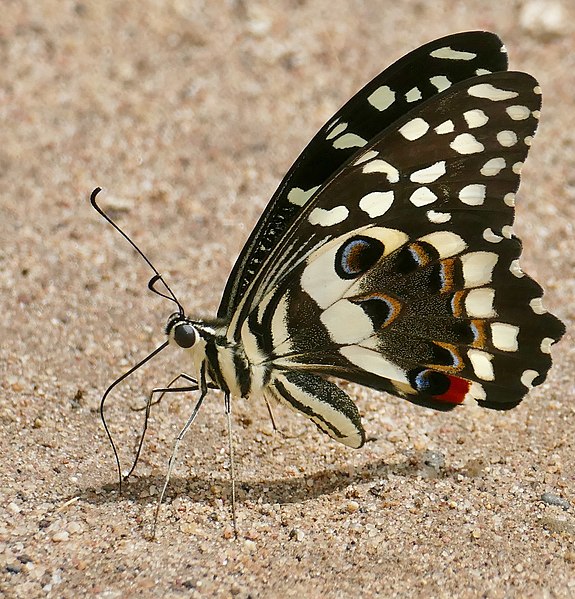 File:Citrus Swallowtail (Papilio demodocus) (52749470760).jpg