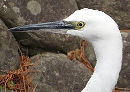 head Aichi Prefecture, Japan