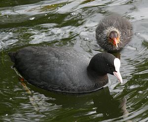 Nigra fuliko, plenkreskulo kaj ido