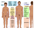 Partes del cuerpo humano.