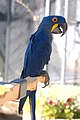 Hyacinthine macaw