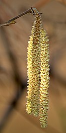 Inflorescences mâles (chatons).