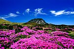 Mountain flowers and a mountain in the background