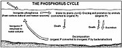 Diagramme du cycle du phosphore.