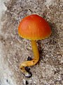 !Hygrocybe mucronella!