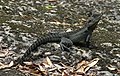 Image 11Australian water dragon