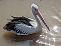 Australian Pelican