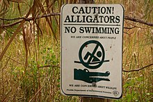 Panneau portant le message : « Caution alligators No swimming » et, au-dessous, un dessin de nageur barré et le dessin d'une tête d'alligator.