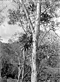 Un arbre kayu putih à Ambon aux Moluques en Indonésie (1926).