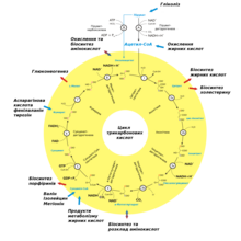 Citratcyclus-uk.png