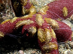 Group of small benthic creeping comb jellies streaming tentacles and living symbiotically on a starfish.