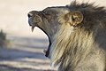 Male lion yawning in the Kgalagadi Transfrontier Park, Botswana/South Africa.