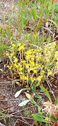 Thumbnail for File:Sedum acre 138580338.jpg