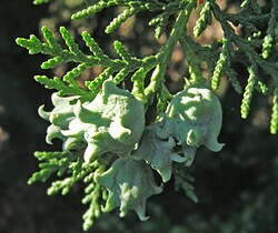 Tuya (Platycladus orientalis)