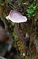 Mycena vinacea