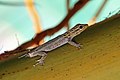 Image 15White-headed dwarf gecko