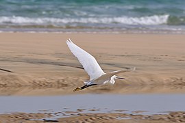 Fuerteventura, Canary Islands, Spain