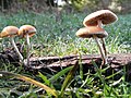 Psilocybe serbica