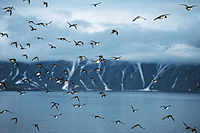 Zwerm kleine alken op Spitsbergen