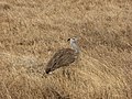 Ngorongoro, Tanzania