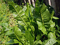 Leaves, cultivated