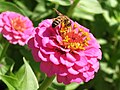 Bee on pink flower