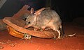 Bilby