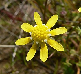 Blennosperma nanum