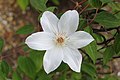 Clematis 'Henryi'