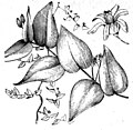 File:Die Gartenlaube (1898) b 0260_a_4.jpg Myrsiphyllum asparagoides