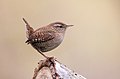 118 Eurasian wren (Troglodytes troglodytes) uploaded by Alexis Lours, nominated by Alexis Lours,  28,  0,  0