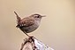 Wren